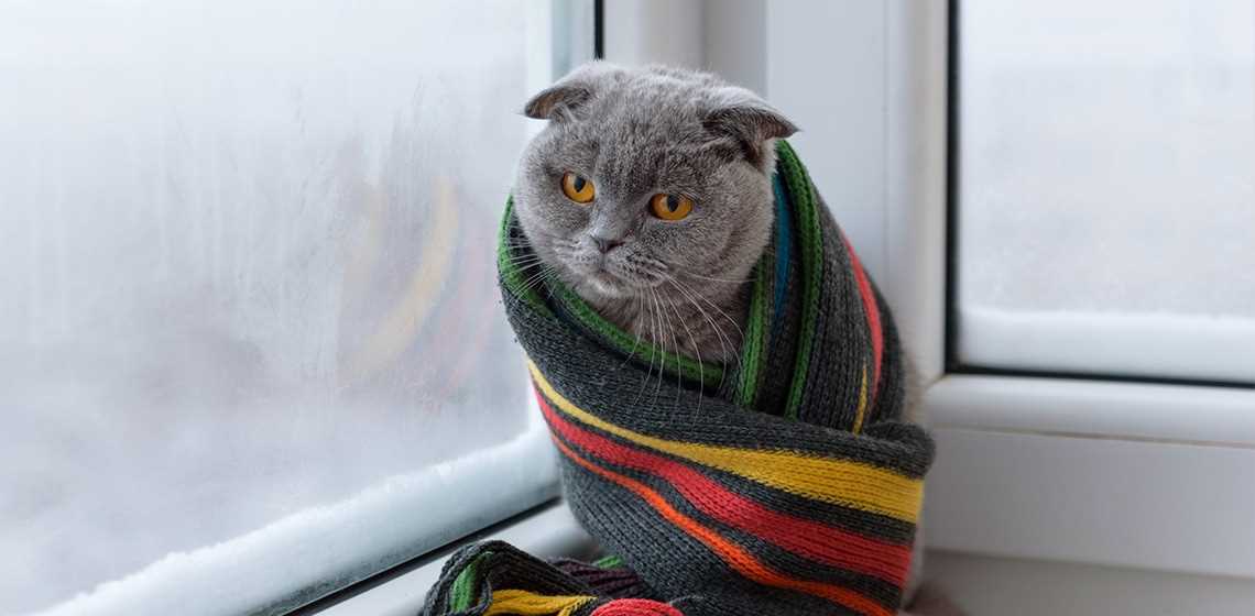 Understanding Feline Comfort Zones in Different Temperatures