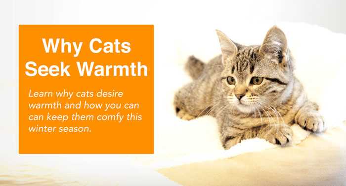 Impact of Seasonal Changes on Cat Behavior and Health