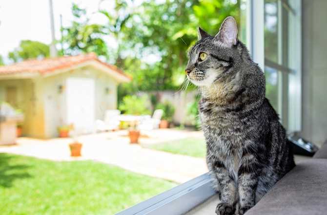 Factors Influencing a Feline's Preference for Companionship
