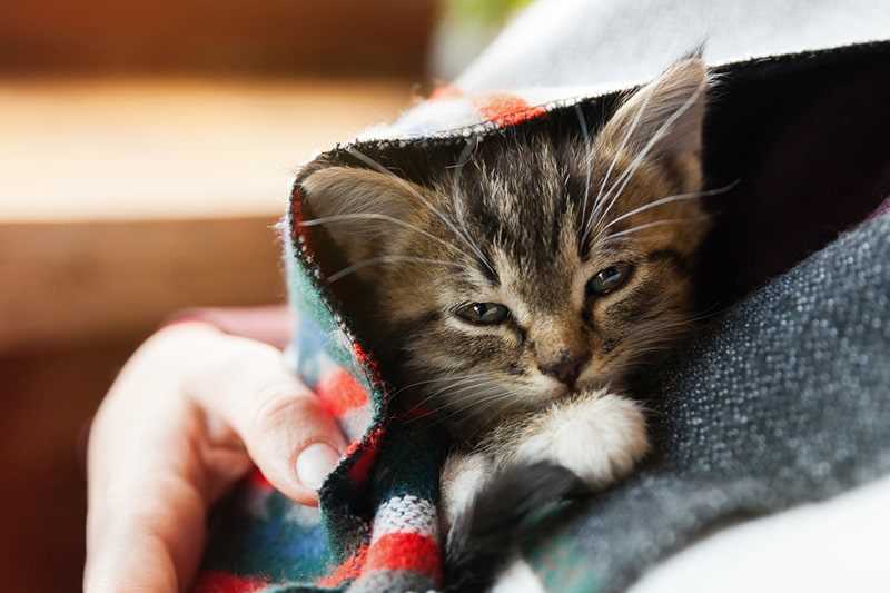 Creating a Comfortable Environment for Your Cat