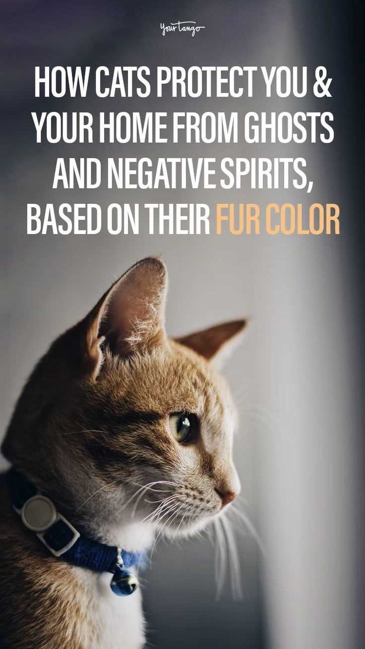 Understanding the Cultural Beliefs Around Felines and Otherworldly Beings