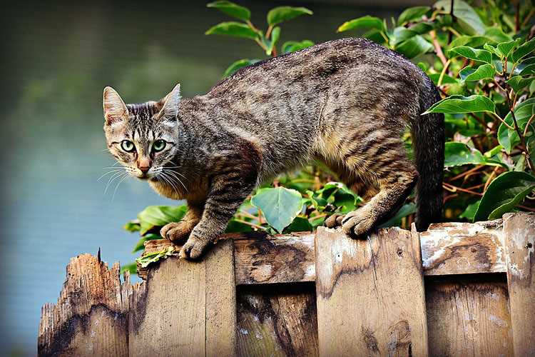 Scientific Insights into Feline Behavior and Perception