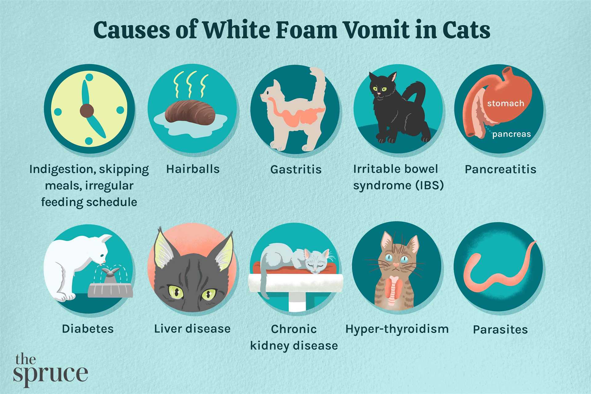 Physical Symptoms of Stress in Felines
