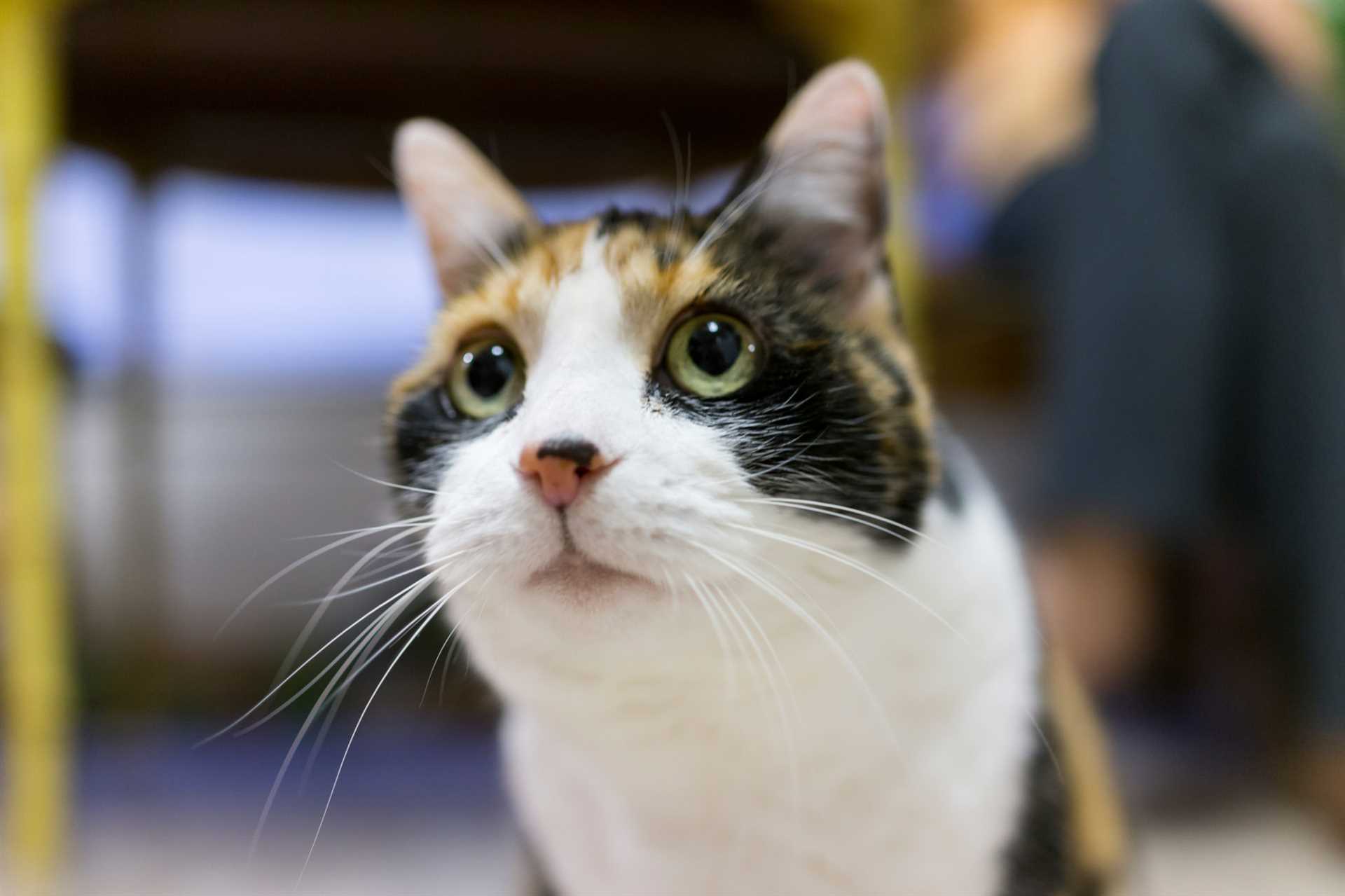 Signs of Happiness in Cats: Beyond Pupil Dilation
