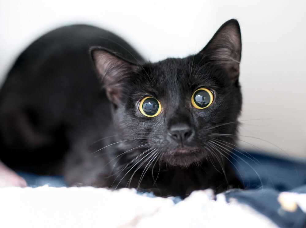 Understanding Feline Eye Anatomy and Behavior
