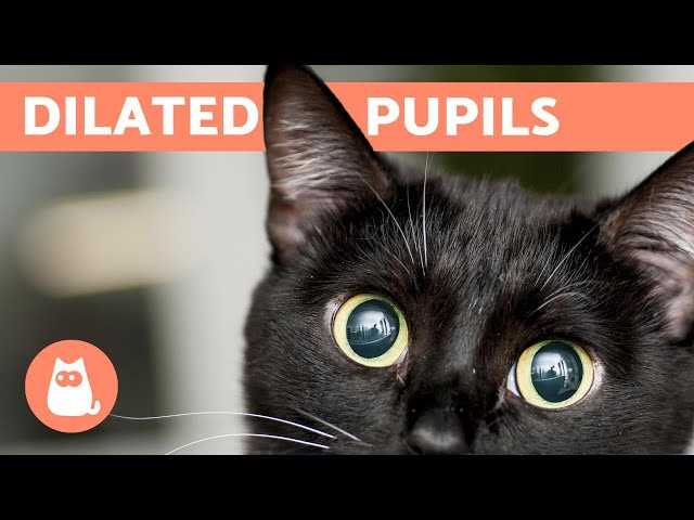How to Interpret Your Cat's Eye Movement and Pupil Size
