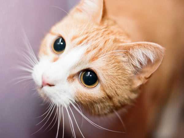 Do Cats' Pupils Dilate When They Love You?