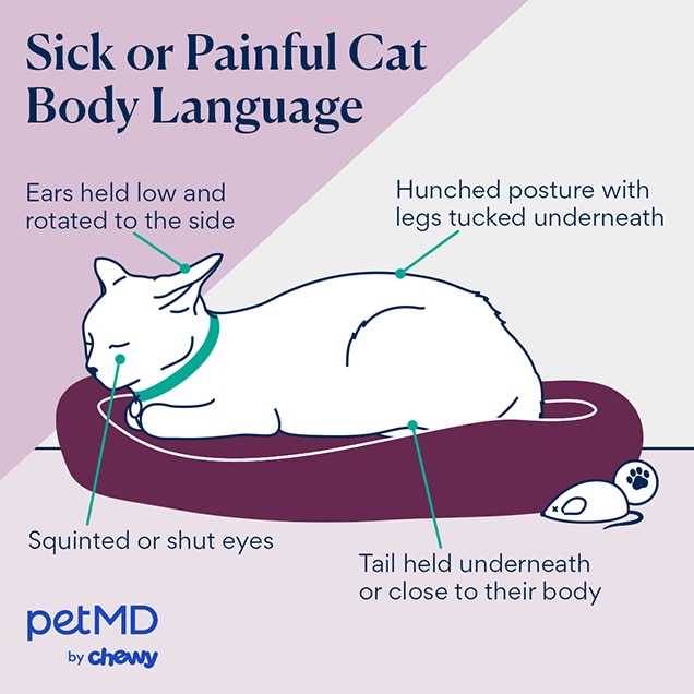 Identifying Signs of Pain in Purring Cats