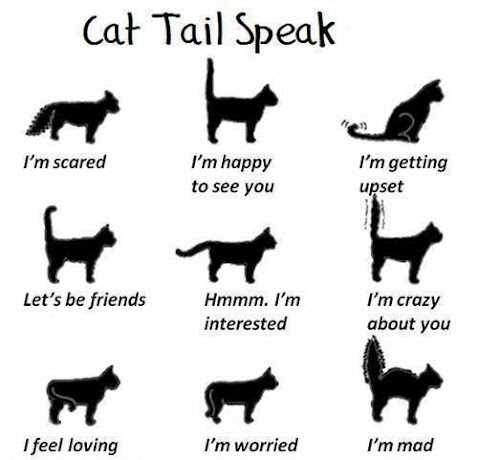 What to Do If Your Cat Purrs When Frightened