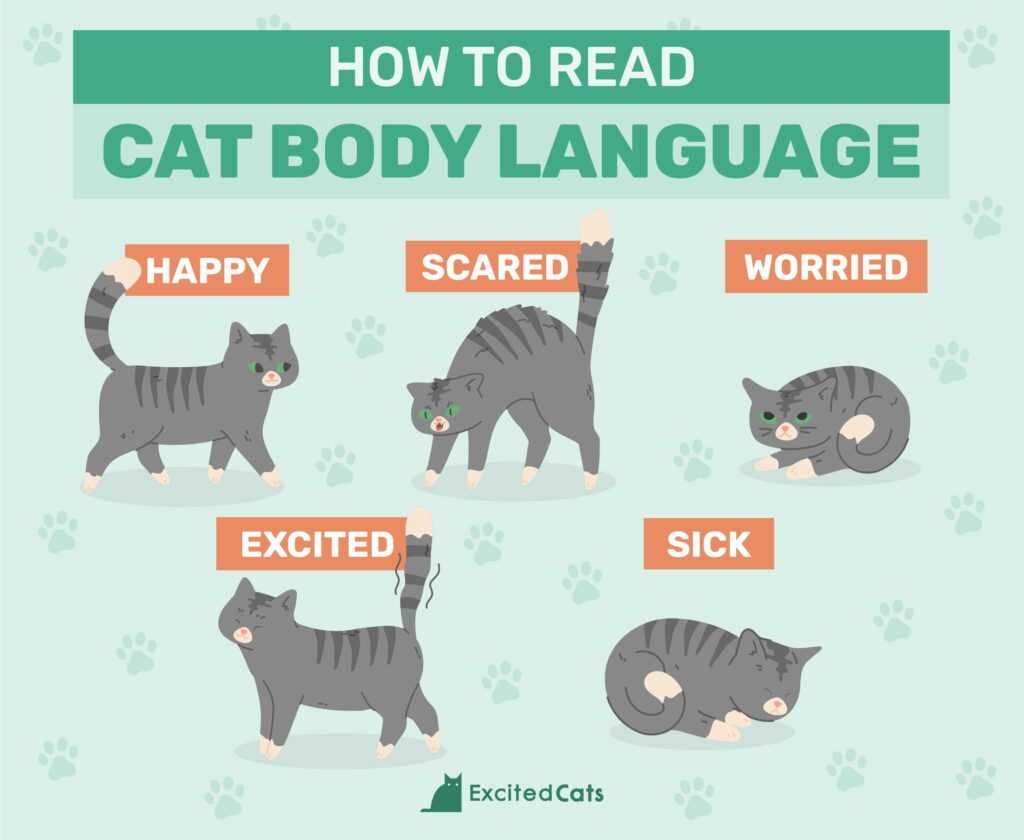 Assessing Vocalizations