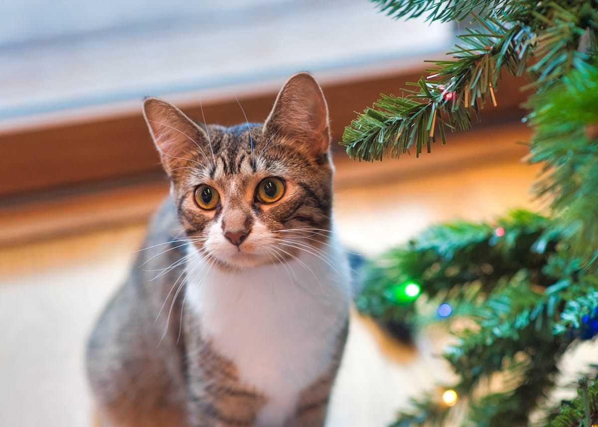 Signs Your Feline Friend May Be Gaining Pounds for the Cold Season