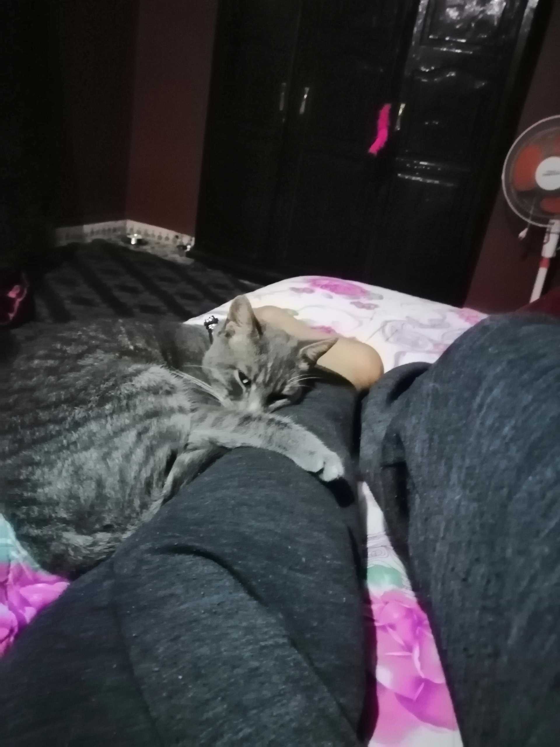Understanding Feline Communication and Recognition