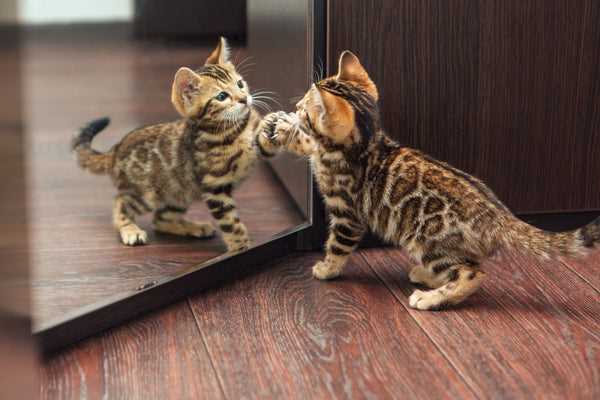 Practical Tips for Introducing Felines to Each Other