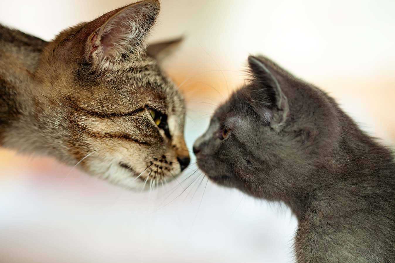 Factors Influencing Recognition of Fellow Felines