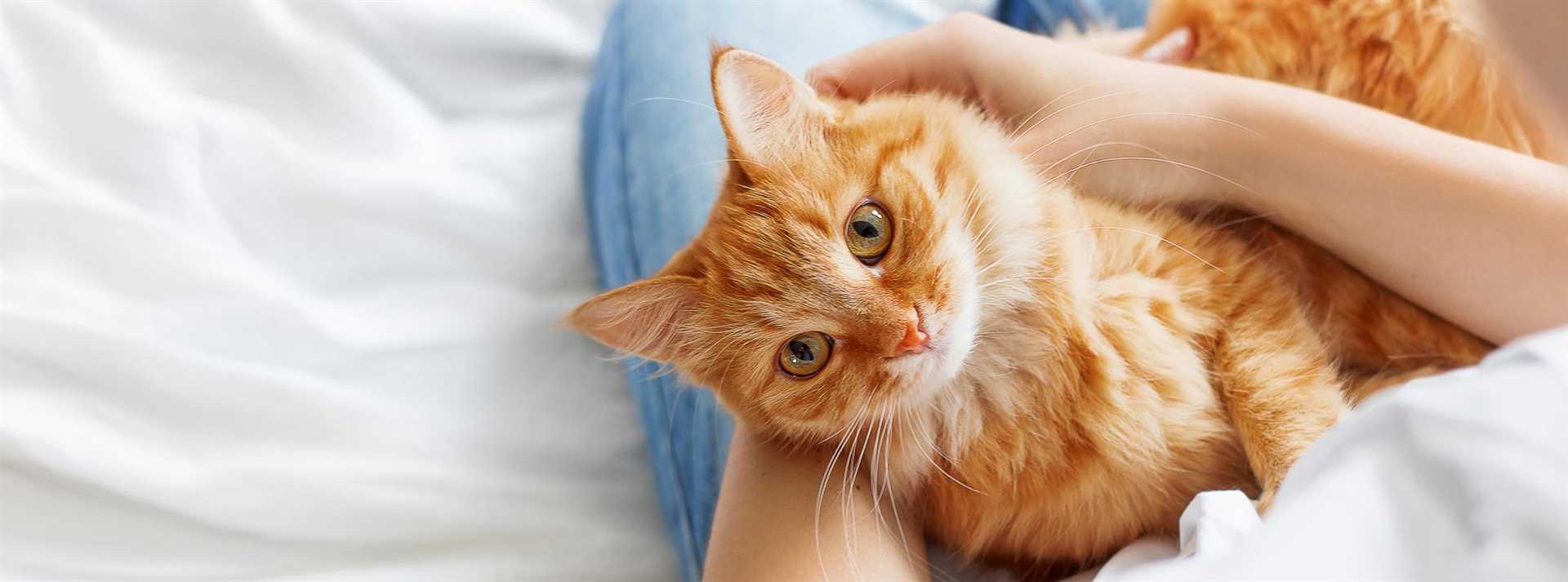 Do Cats Identify Their Humans?