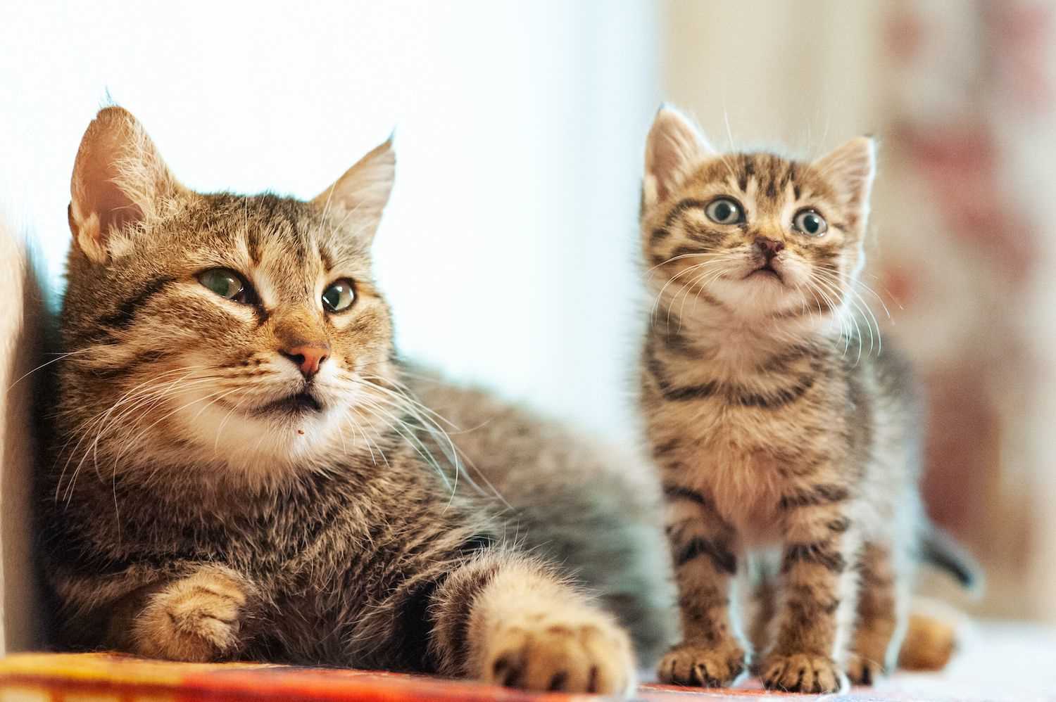 Understanding Maternal Instincts in Cats