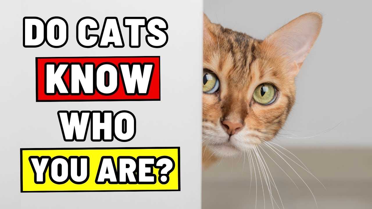 How Do Felines Identify Familiar Humans?