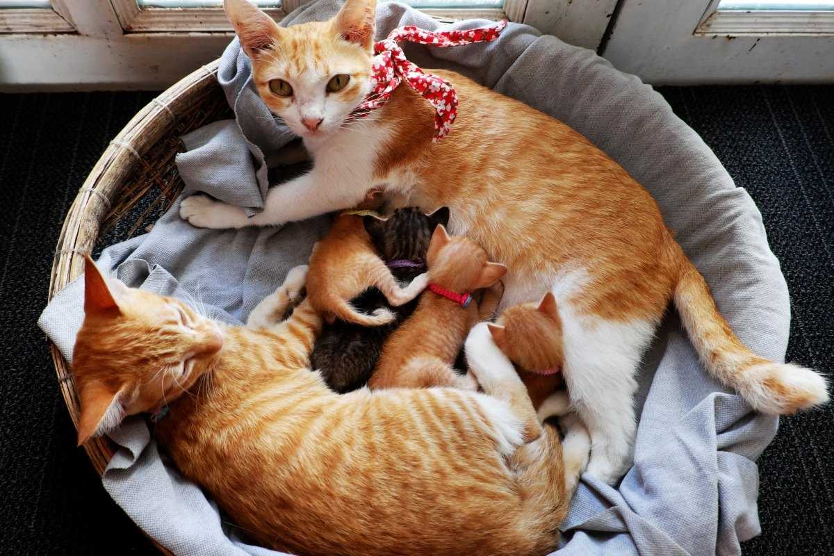 Can Felines Differentiate Between Their Humans and Strangers?