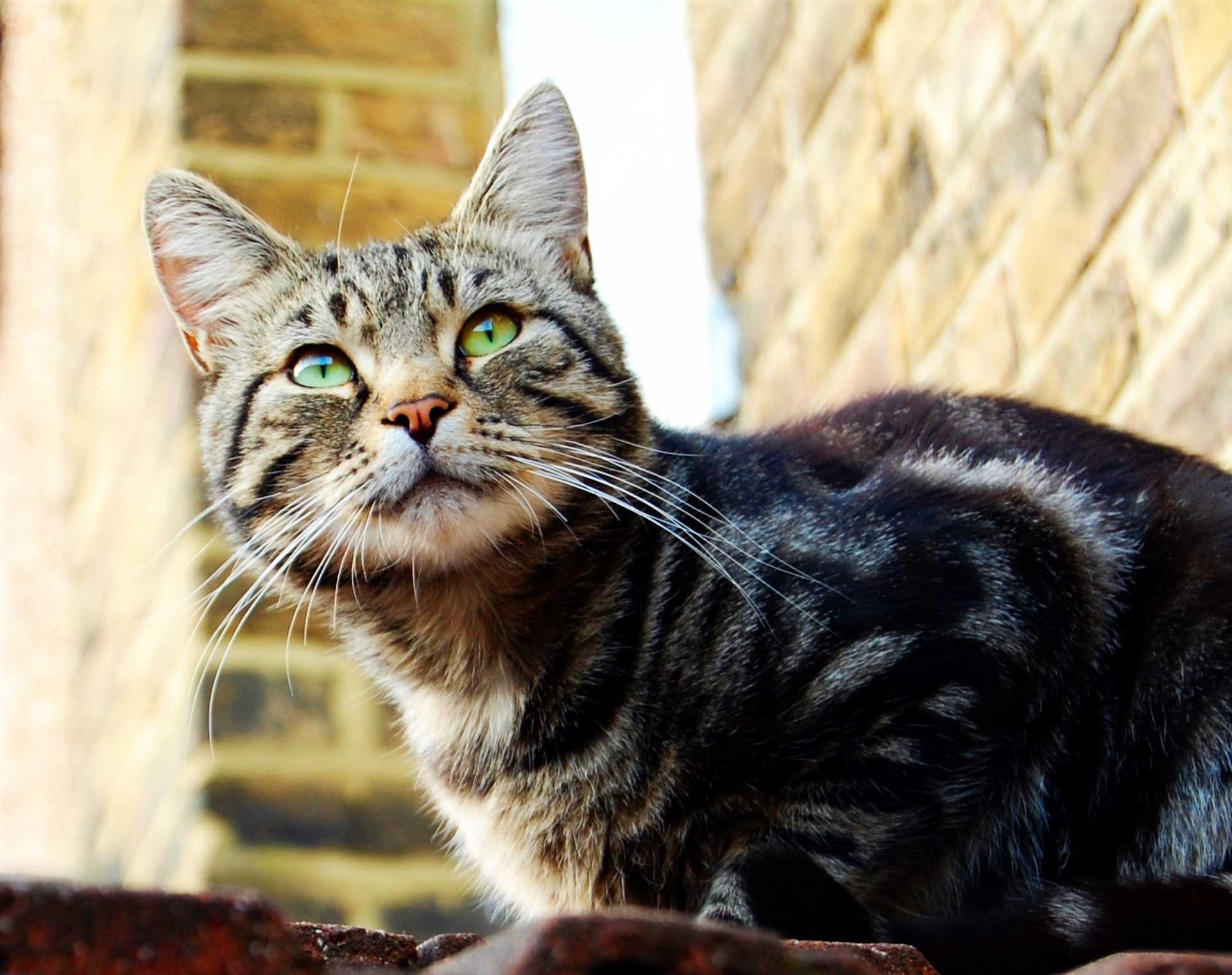 Do Cats Recognize Voices