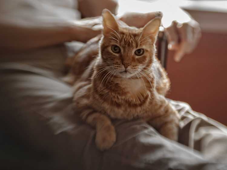 How Early Experiences Shape Adult Cat Behavior