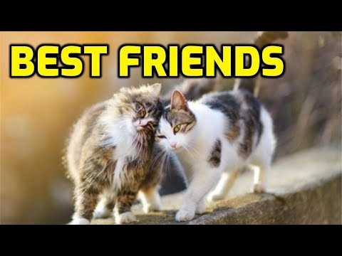 How Do Cats Recognize Familiar Faces?
