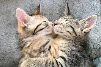 What Factors Influence a Feline's Memory of Companions?