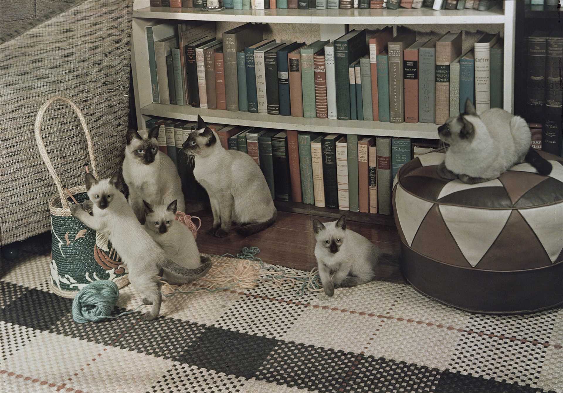 How Do Cats Recognize Familiar Faces and Smells?