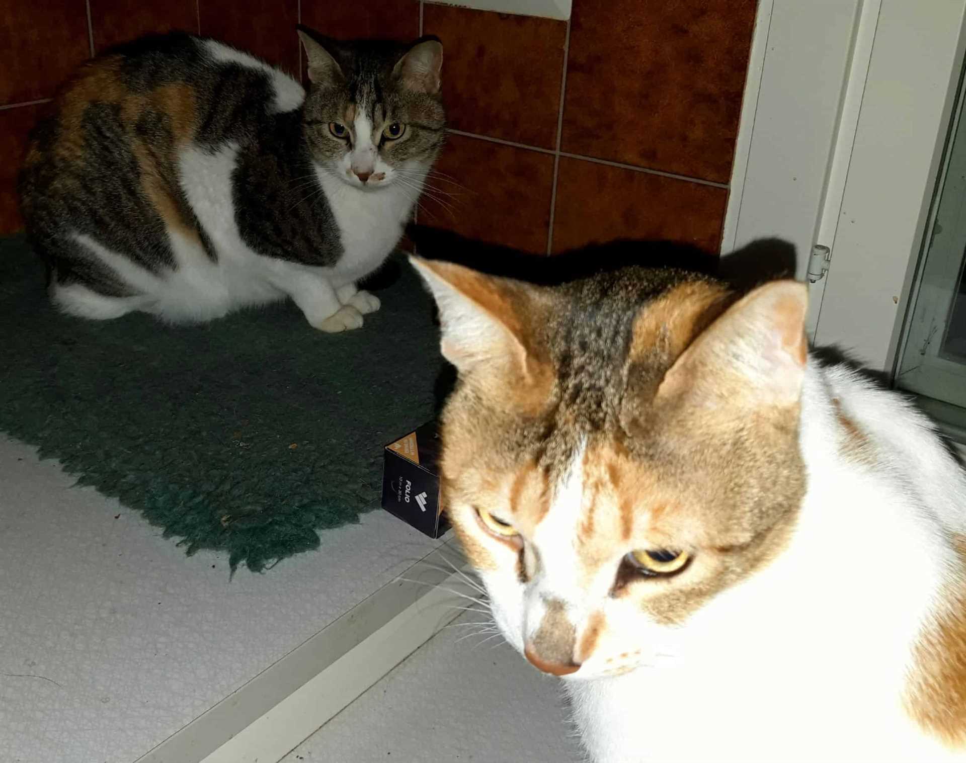 How Early Experiences Shape a Cat's Behavior