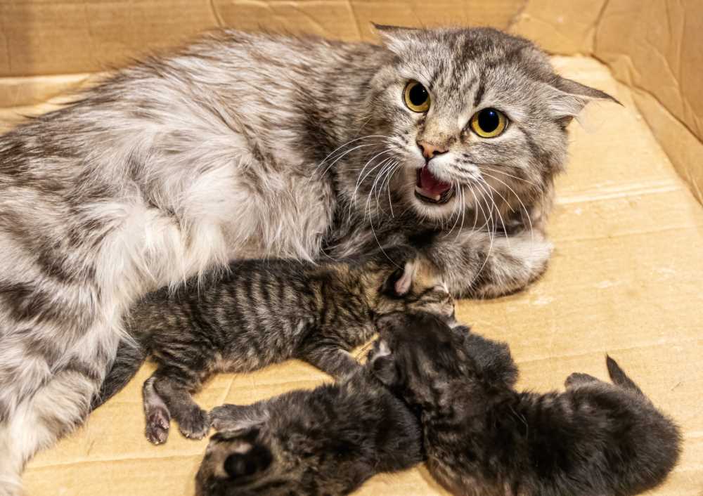 Absolutely! From my own experiences, I know that tiny furballs can build strong bonds with their humans. As a Scottish Fold, I’ve seen how early interactions shape those connections. When little ones grow up, they often retain the scents, sounds, and sights associated with their caregivers.