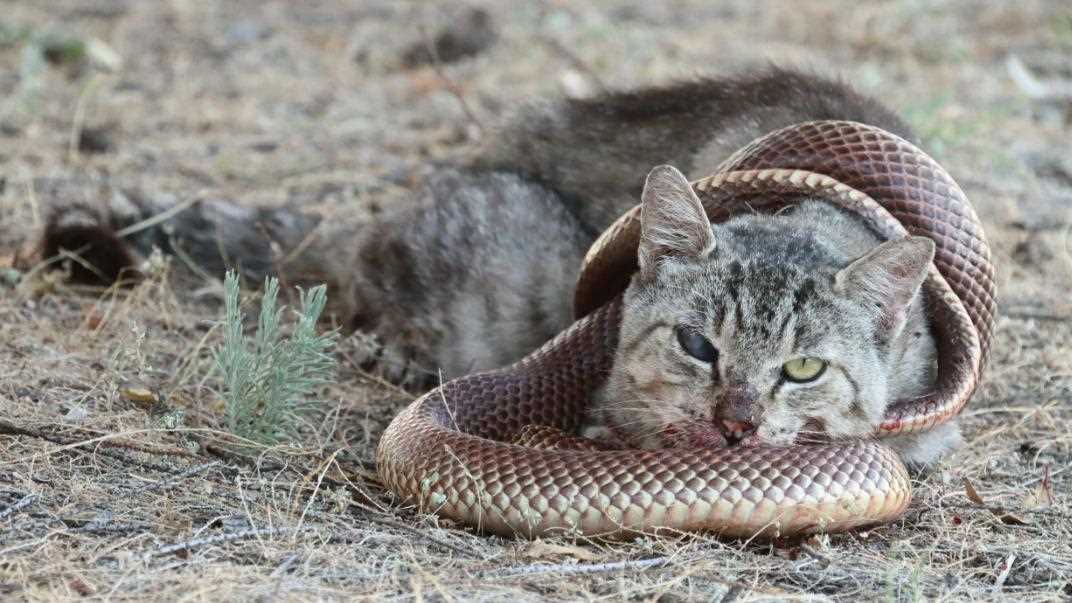 Limitations of Using Felines as Snake Deterrents