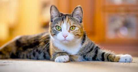 Understanding Feline Communication and Recognition