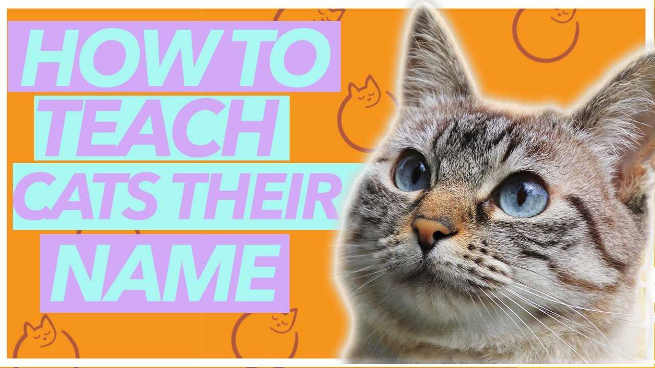 Factors Influencing a Feline's Recognition of Their Designation
