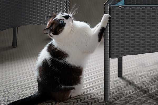 Understanding Cat Behavior and Its Impact on Furniture