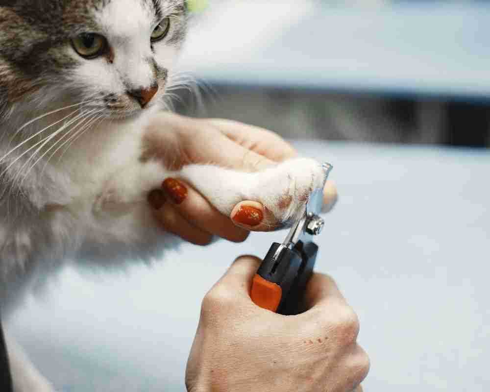 Do Cats Prefer to Damage Leather or Fabric?