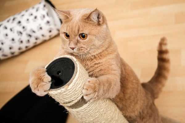 Understanding the Reasons Behind Cat Scratching Behavior