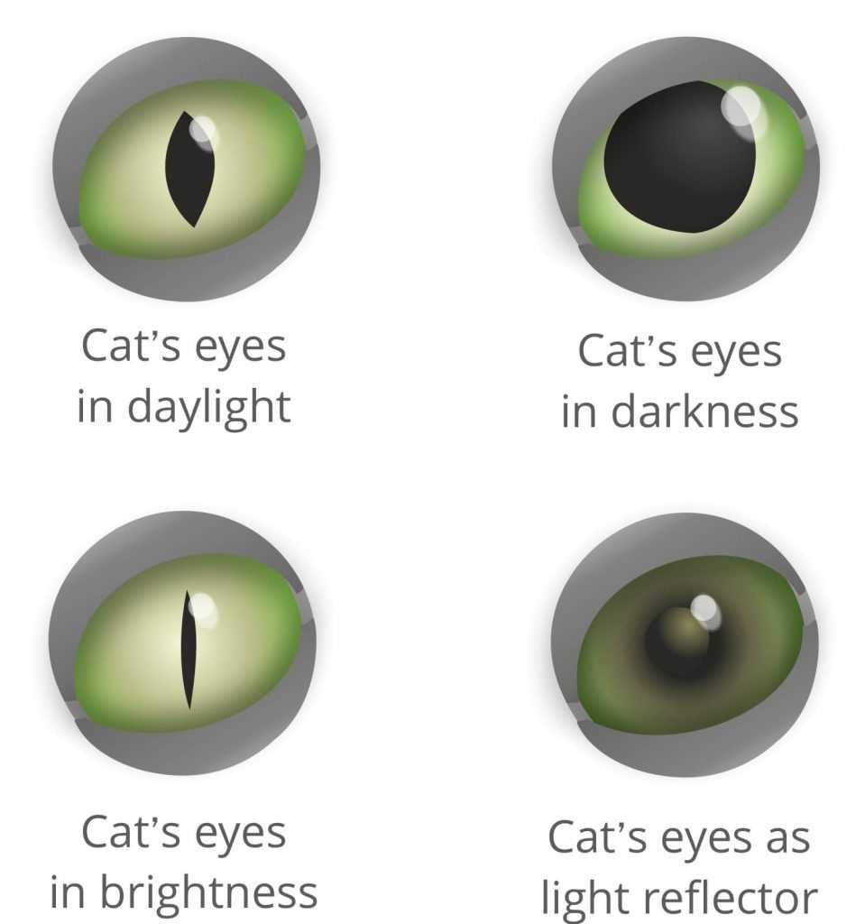 Adjust Lighting Conditions