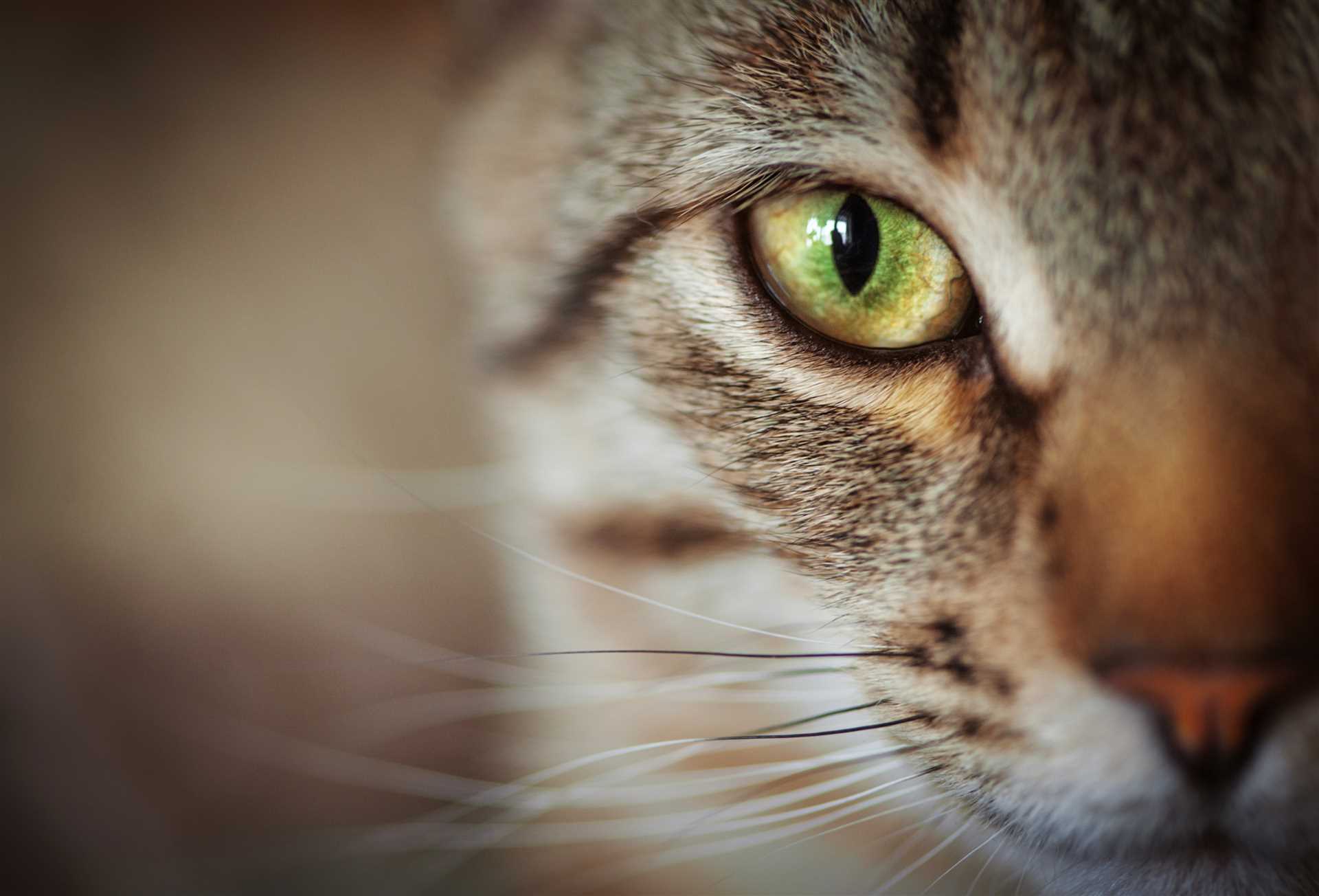 What This Means for My Humans