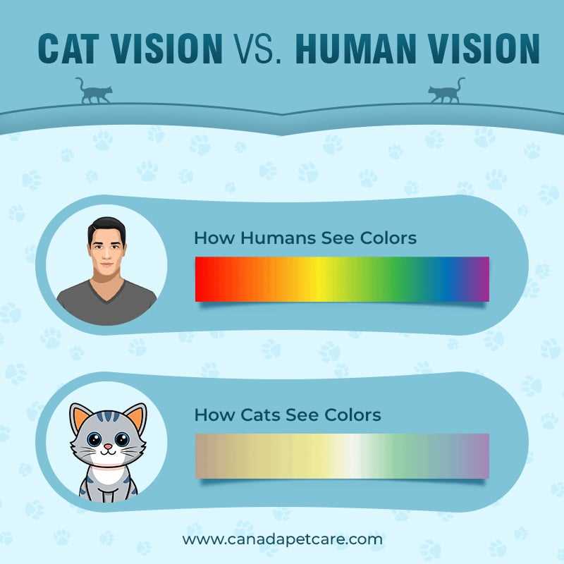Practical Implications for Cat Owners and Their Environment