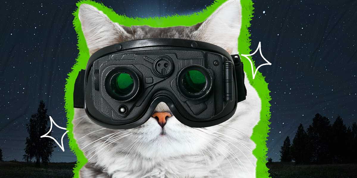 Do Cats See Well in the Dark