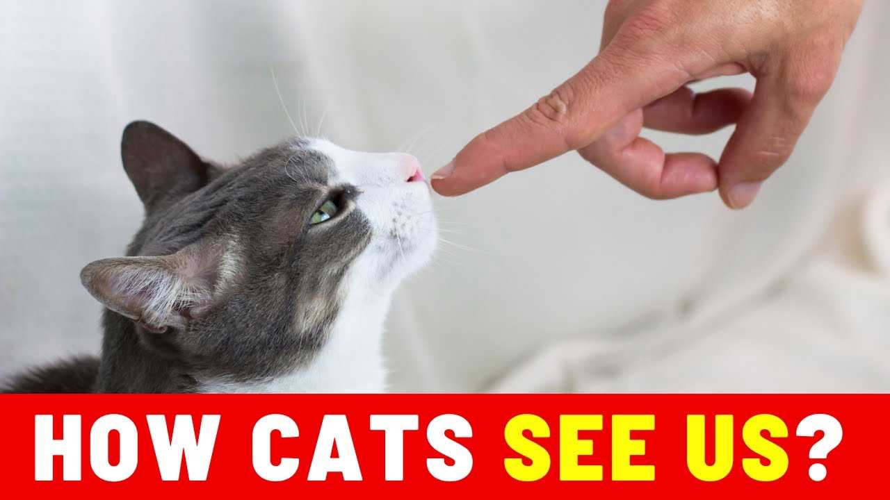 Implications for Human-Feline Relationships