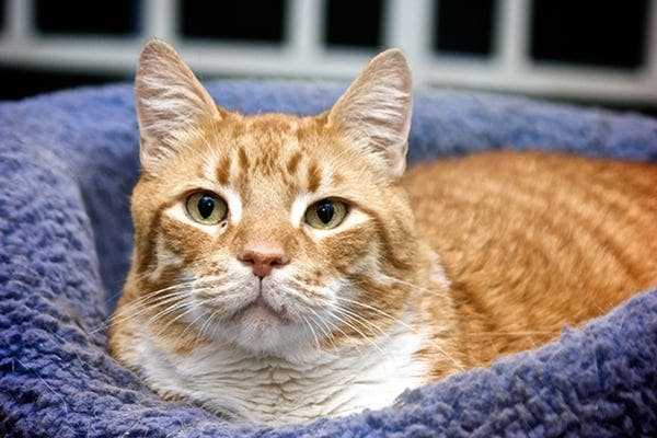 Understanding the Triggers of Shaking in Cats