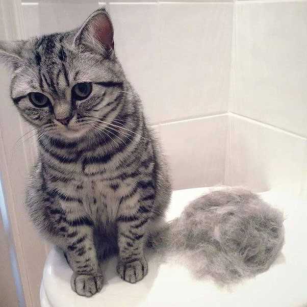 Signs of Excessive Fur Loss