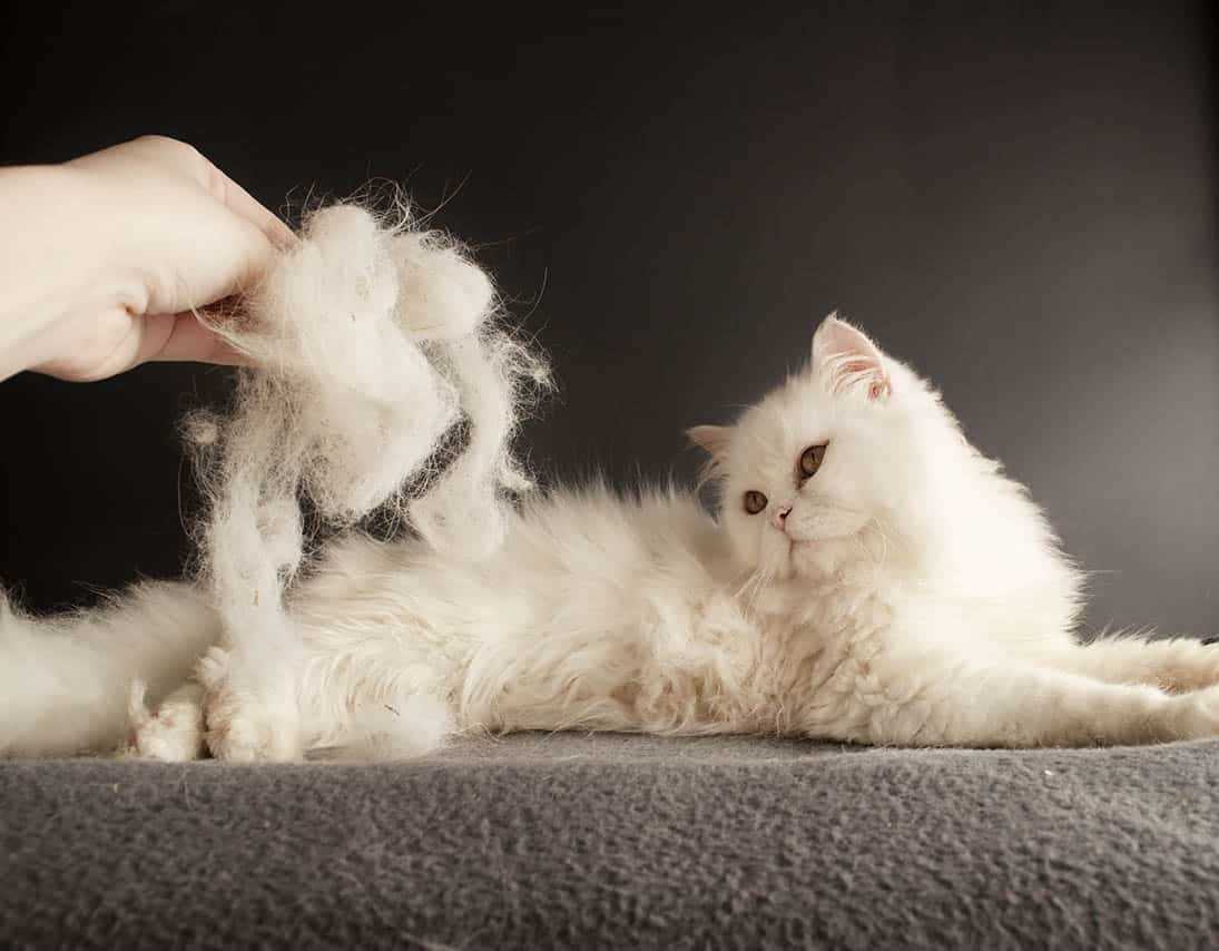Signs of Excessive Shedding and When to Consult a Veterinarian