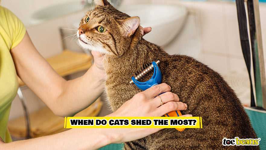 How to Manage Shedding During Autumn