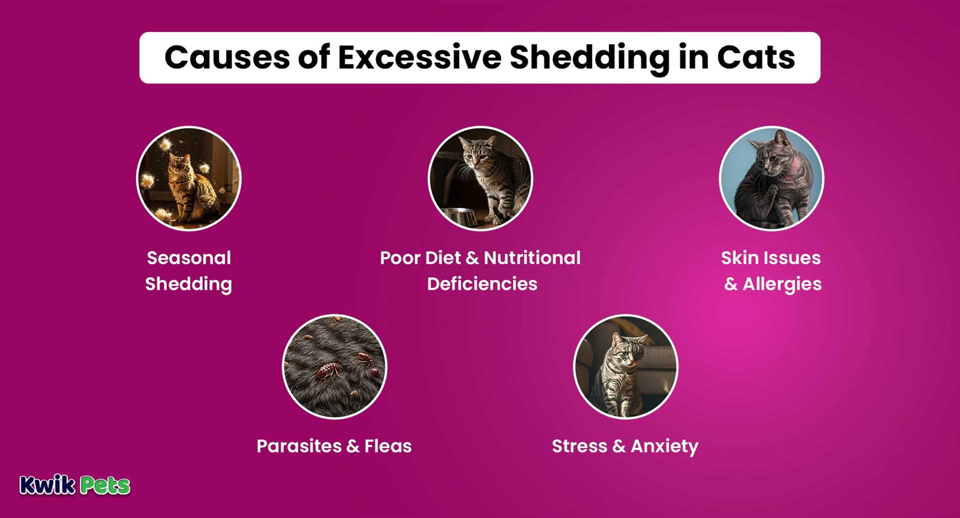 Understanding Seasonal Shedding Patterns in Cats