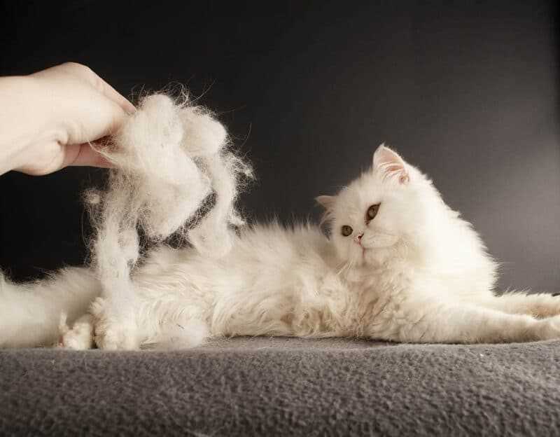 Managing Cat Shedding During Hot Weather