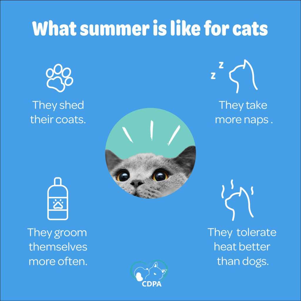 Tips for Managing Fur Loss
