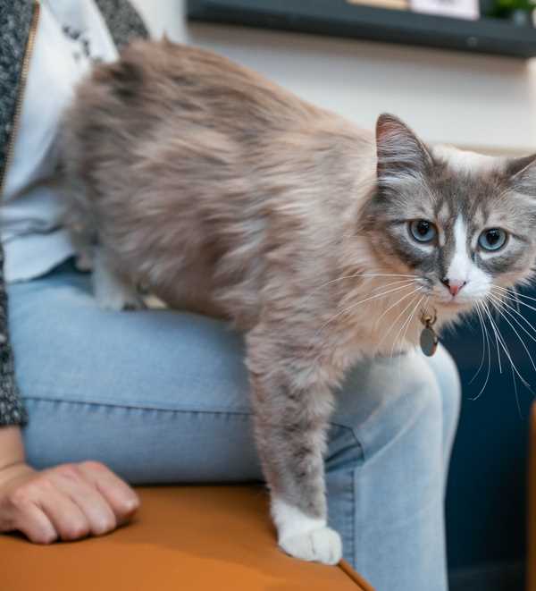 Managing Shedding for Cat and Dog Owners