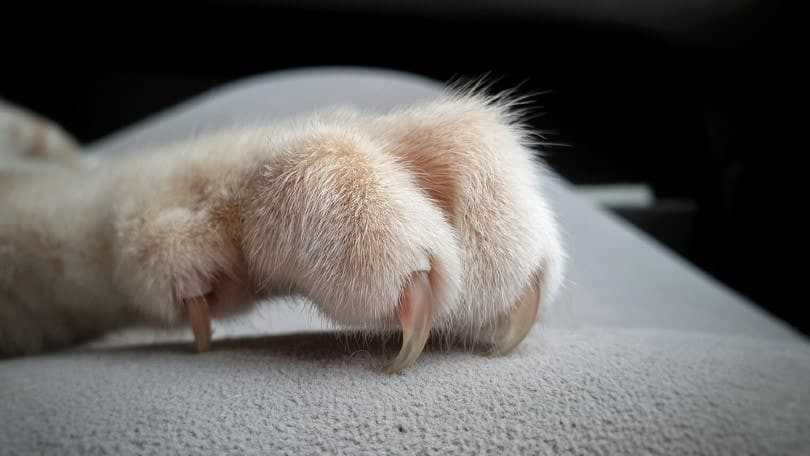 Understanding the Nail Shedding Process in Cats