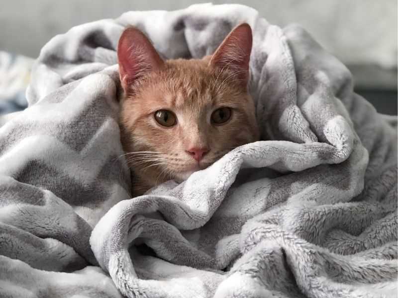 The Role of Body Temperature